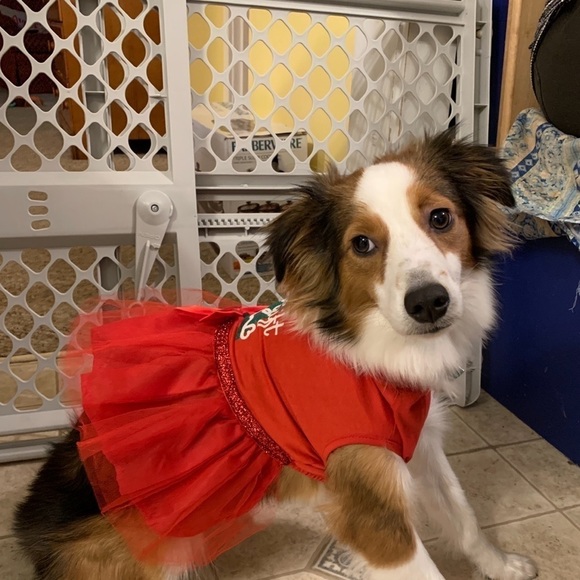 Dog “Best Gift Ever” Dress - Picture 4 of 4